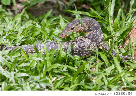 an lizard looking 30380504