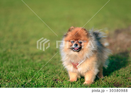 ポメラニアン 可愛い小型犬の写真素材
