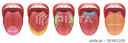 Tongue Taste Buds Sweet Salty Sour Bitter Umami 30381209