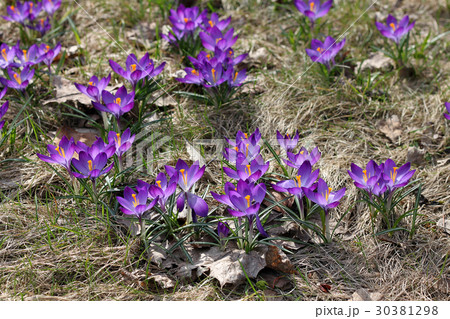Purple Crocus flowers blooming in the spring Purple Crocus flowers blooming in the spring 30381298