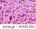 芝桜 30381561