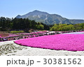 羊山公園の芝桜 30381562