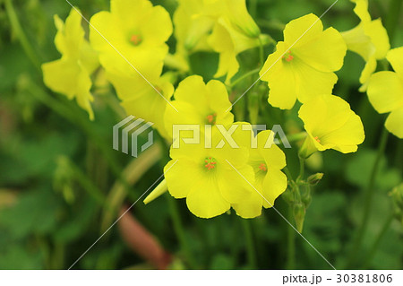 黄色いオオキバナカタバミの花 30381806