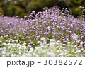 備北丘陵公園のワスレナグサ 30382572