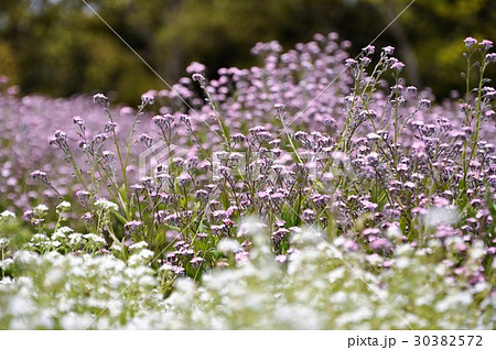 備北丘陵公園のワスレナグサ 備北丘陵公園のワスレナグサ 30382572