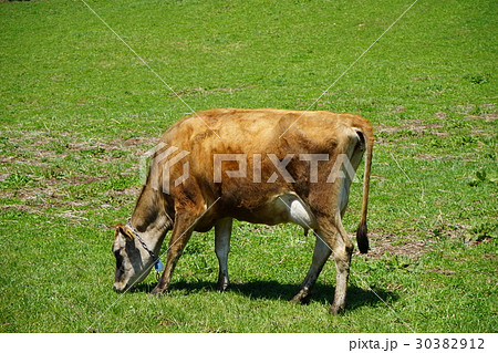 三陸の酪農春の牧場 三陸の酪農春の牧場 30382912