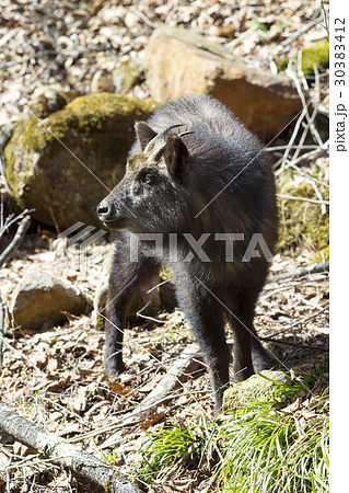 ニホンカモシカ 30383412