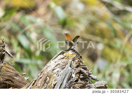 コマドリ 30383427