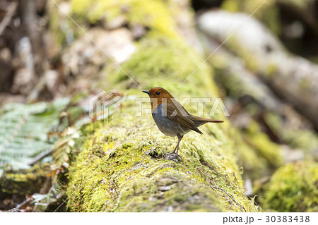 コマドリ 30383438