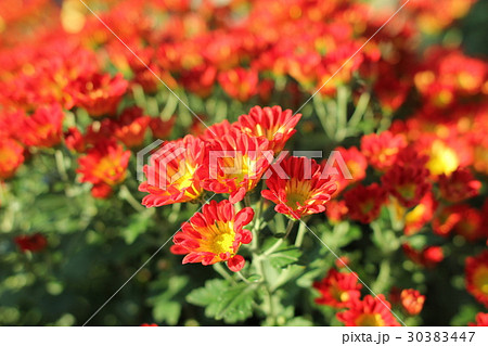 小菊 群生 赤色 黄色 小菊 群生 赤色 黄色 30383447