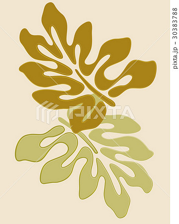 モンステラ　熱帯植物　ハワイイメージ 30383788