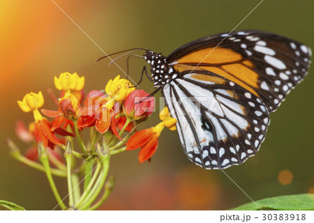 butterfly early in the morning butterfly early in the morning 30383918
