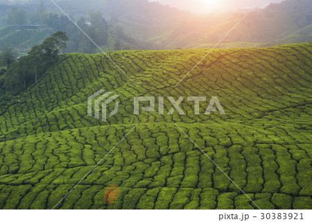 misty morning at cameron highlands , malaysia 30383921