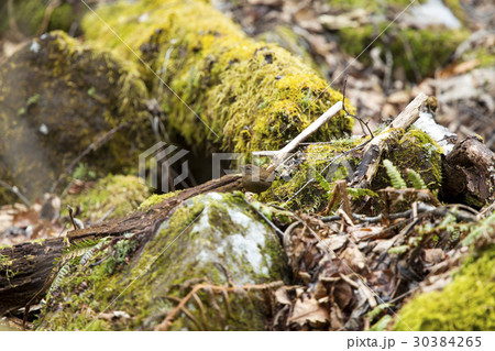 ミソサザイ ミソサザイ 30384265