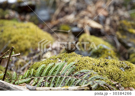 ミソサザイ 30384266