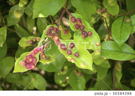 虫こぶ 虫こぶ 30384398