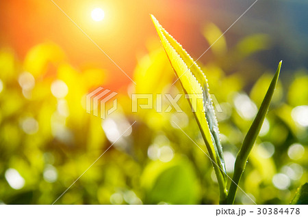 green tea close up, cameron higlands malaysia green tea close up, cameron higlands malaysia 30384478