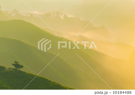 misty morning at cameron highlands , malaysia misty morning at cameron highlands , malaysia 30384486
