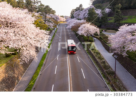 石川 金沢城の桜 春らんまん 石川橋からの道路とバス 石川 金沢城の桜 春らんまん 石川橋からの道路とバス 30384773