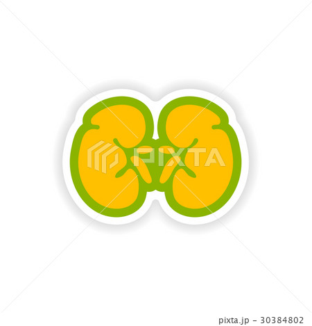 paper sticker on white background human kidney 30384802