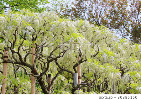 藤 花 あしかがフラワーパーク 大藤まつり 藤 花 あしかがフラワーパーク 大藤まつり 30385150