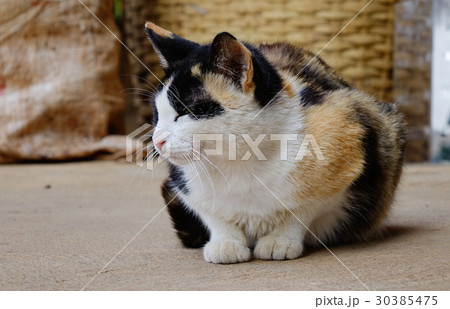 Cat relaxing at rural house Cat relaxing at rural house 30385475