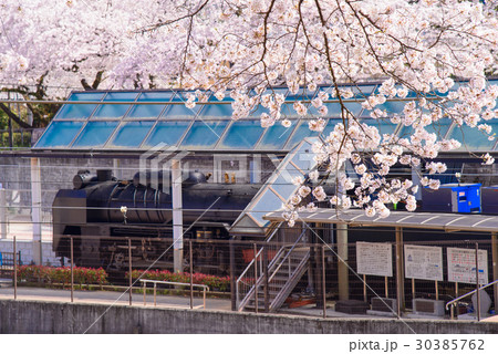 【神奈川県】山北駅構内のSL展示物、桜の季節 30385762