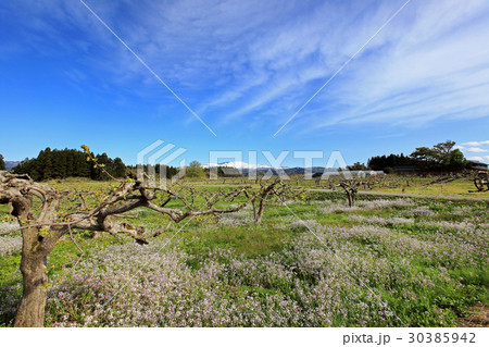 柿の木と大根の花 柿の木と大根の花 30385942