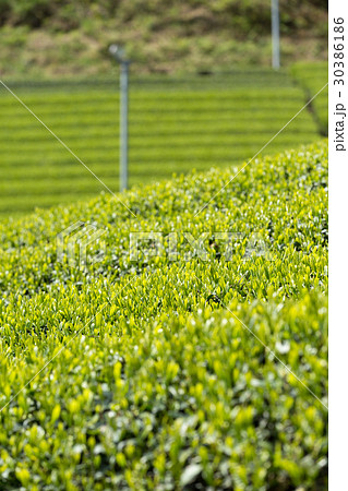 日本茶の茶葉 新芽 新茶 日本茶の茶葉 新芽 新茶 30386186