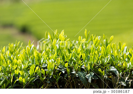 日本茶の茶葉　新芽　新茶 30386187