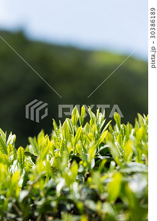 日本茶の茶葉　新芽　新茶 30386189