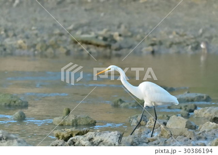 宮古島/与那覇湾の干潟の野鳥 宮古島/与那覇湾の干潟の野鳥 30386194