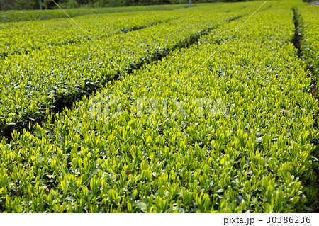日本茶の茶葉　新芽　新茶 30386236