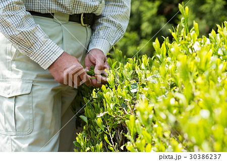 日本茶の茶葉　新芽　新茶 30386237