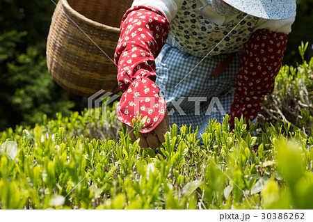 日本茶の茶葉 新芽 新茶 日本茶の茶葉 新芽 新茶 30386262