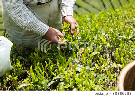 日本茶の茶葉 新芽 新茶 日本茶の茶葉 新芽 新茶 30386283