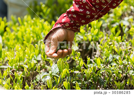 日本茶の茶葉　新芽　新茶 30386285