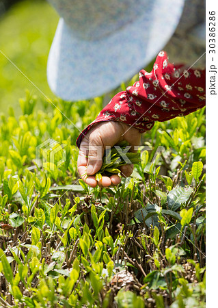 日本茶の茶葉　新芽　新茶 30386286