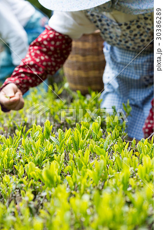 日本茶の茶葉 新芽 新茶 日本茶の茶葉 新芽 新茶 30386289