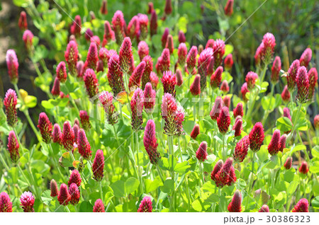 ストロベリーキャンドル 30386323