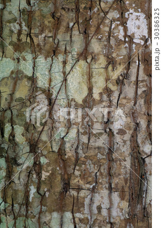 Tree surface background. 30386325