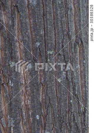 Tree surface background. 30386326