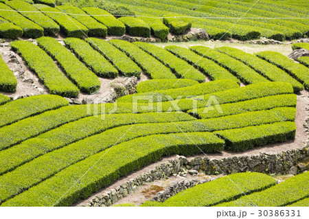 日本茶の茶葉　新芽　新茶 30386331