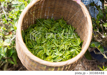 日本茶の茶葉 新芽 新茶 日本茶の茶葉 新芽 新茶 30386488
