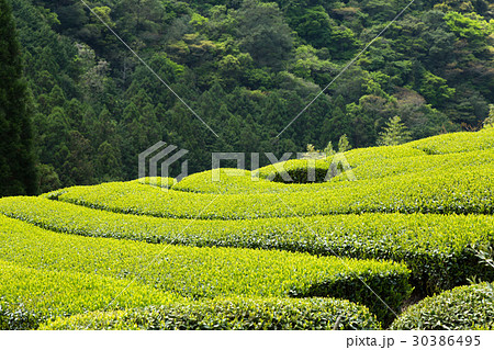 日本茶の茶葉　新芽　新茶 30386495