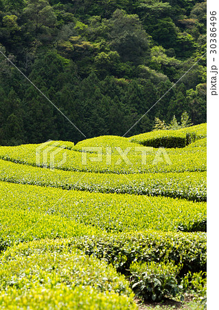 日本茶の茶葉 新芽 新茶 日本茶の茶葉 新芽 新茶 30386496