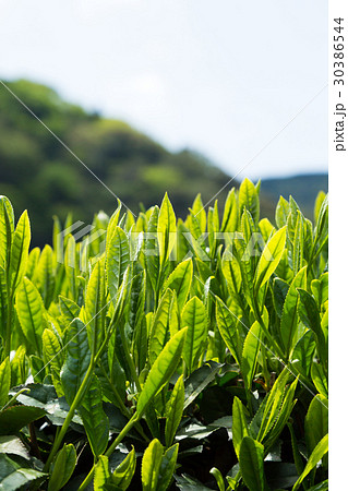 日本茶の茶葉　新芽　新茶 30386544