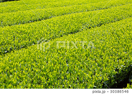 日本茶の茶葉　新芽　新茶 30386546