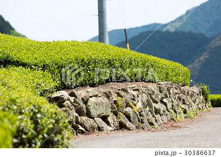 日本茶の茶葉　新芽　新茶 30386637