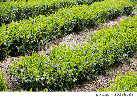 日本茶の茶葉 新芽 新茶 日本茶の茶葉 新芽 新茶 30386638
